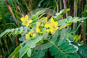 Floreciente flor hojas verdes 