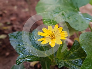 Blooming yellow flower in mud