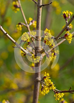 Blooming yellow flowers  Bush Cornus mas in Greece