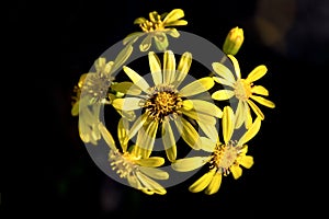 Blooming yellow flowers called Japanese silverleaf on black background