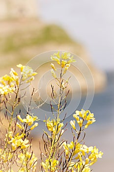 Blooming yellow flowers in Llandudno Wales, Cymru