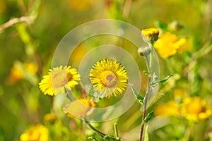 Blooming yellow flowers in meadow in summertime