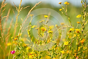 Blooming yellow flowers in meadow in summertime