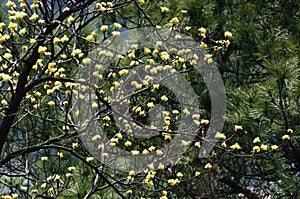 Blooming yellow flowers on sassafras tree