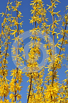 Blooming yellow forsythia shrub against a clear blue sky