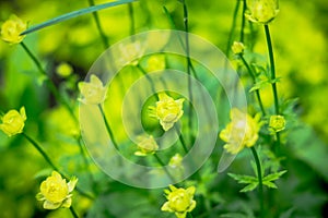 Blooming Yellow Globeflower Trollius europaeus in the garden