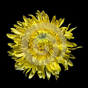 Blooming yellow-green chrysanthemum flower isolated on black background.