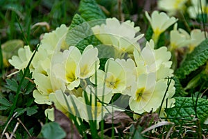 Blooming yellow hellebores in the forest