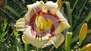 Blooming Yellow hemerocallis of large-flowered sort  El Desperado closeup.