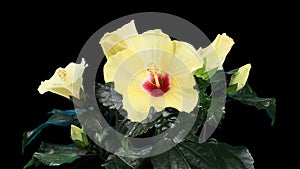 Blooming yellow Hibiscus flower buds ALPHA matte, (Hibiscus Kyoto Yellow), FULL HD.