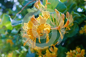 Lonicera japonica, known as Japanese honeysuckle and golden-and-silver honeysuckle photo
