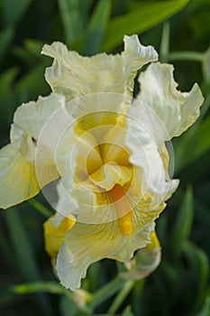 Blooming yellow iris flower close-up. Pestle and flower stamen