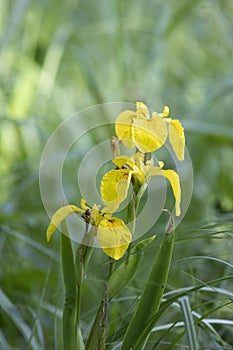 Blooming yellow irises