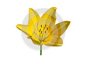 Blooming yellow lilies isolated