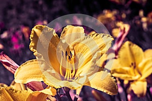 Blooming yellow lilium flower. Full spectrum abstract vision