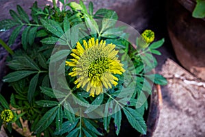 Blooming yellow marigold bud with green leaves on background