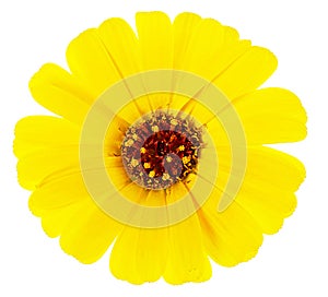 Blooming yellow marigold flower isolated on white background, top view. Calendula officinalis
