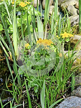 Blooming yellow marigolds on a sunny day.