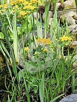 Blooming yellow marigolds on a sunny day.