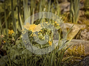 Blooming yellow marigolds on a sunny day.