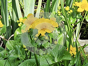 Blooming yellow marigolds on a sunny day.