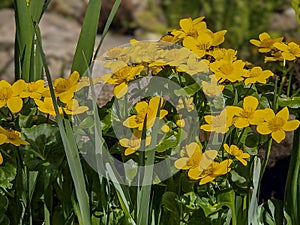 Blooming yellow marigolds on a sunny day.