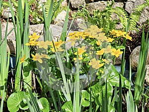 Blooming yellow marigolds on a sunny day.