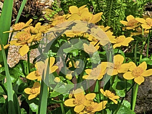 Blooming yellow marigolds on a sunny day.