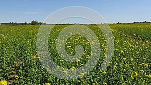 Blooming yellow mustard flowers refill. Animal food in the spring field.