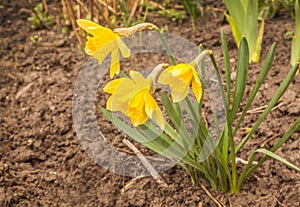 Blooming yellow Narcissus pseudonarcissus on bed