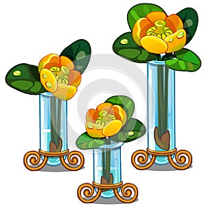 Blooming yellow Nuphar lutea in glass vase. Vector