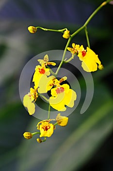 Blooming yellow Oncidiumorchid flower