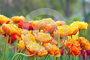 Blooming yellow-orange Double Beauty of Apeldoorn tulips flowers in garden, field.