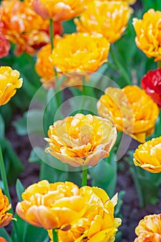 Blooming yellow-orange Double Beauty of Apeldoorn tulips flowers in garden, field.