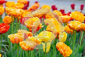 Blooming yellow-orange Double Beauty of Apeldoorn tulips flowers in garden, field.