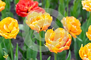 Blooming yellow-orange Double Beauty of Apeldoorn tulips flowers in garden, field.