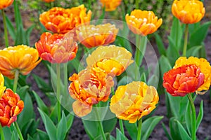 Blooming yellow-orange Double Beauty of Apeldoorn tulips flowers in garden, field.