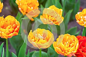 Blooming yellow orange Double Beauty of Apeldoorn tulips flowers in garden, field.