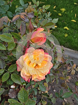 Blooming yellow and orange rose bush