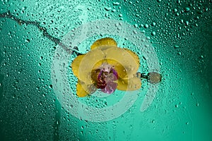 Blooming yellow orchid on a green background and water drops on glass