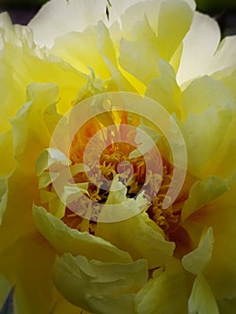 Blooming yellow peony flower in the sun ligh photo