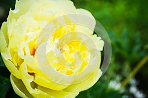 Blooming yellow peony `Garden treasure` in the garden