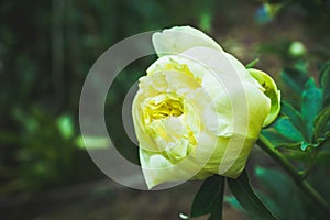 Blooming yellow peony `Garden treasure` in the garden