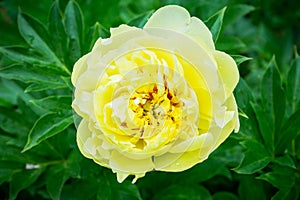 Blooming yellow peony `Garden treasure` in the garden