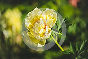 Blooming yellow peony `Garden treasure` in the garden