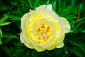 Blooming yellow peony `Garden treasure` in the garden