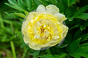 Blooming yellow peony `Garden treasure` in the garden. Selective focus