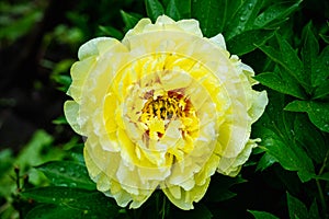 Blooming yellow peony `Garden treasure` in the garden. Selective focus