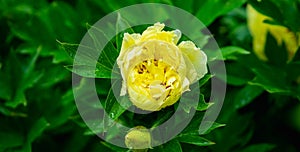 Blooming yellow peony `Garden treasure` in the garden. Selective focus