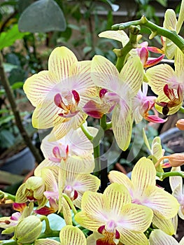 Blooming yellow Phalaenopsis orchids with clubbing stripes.